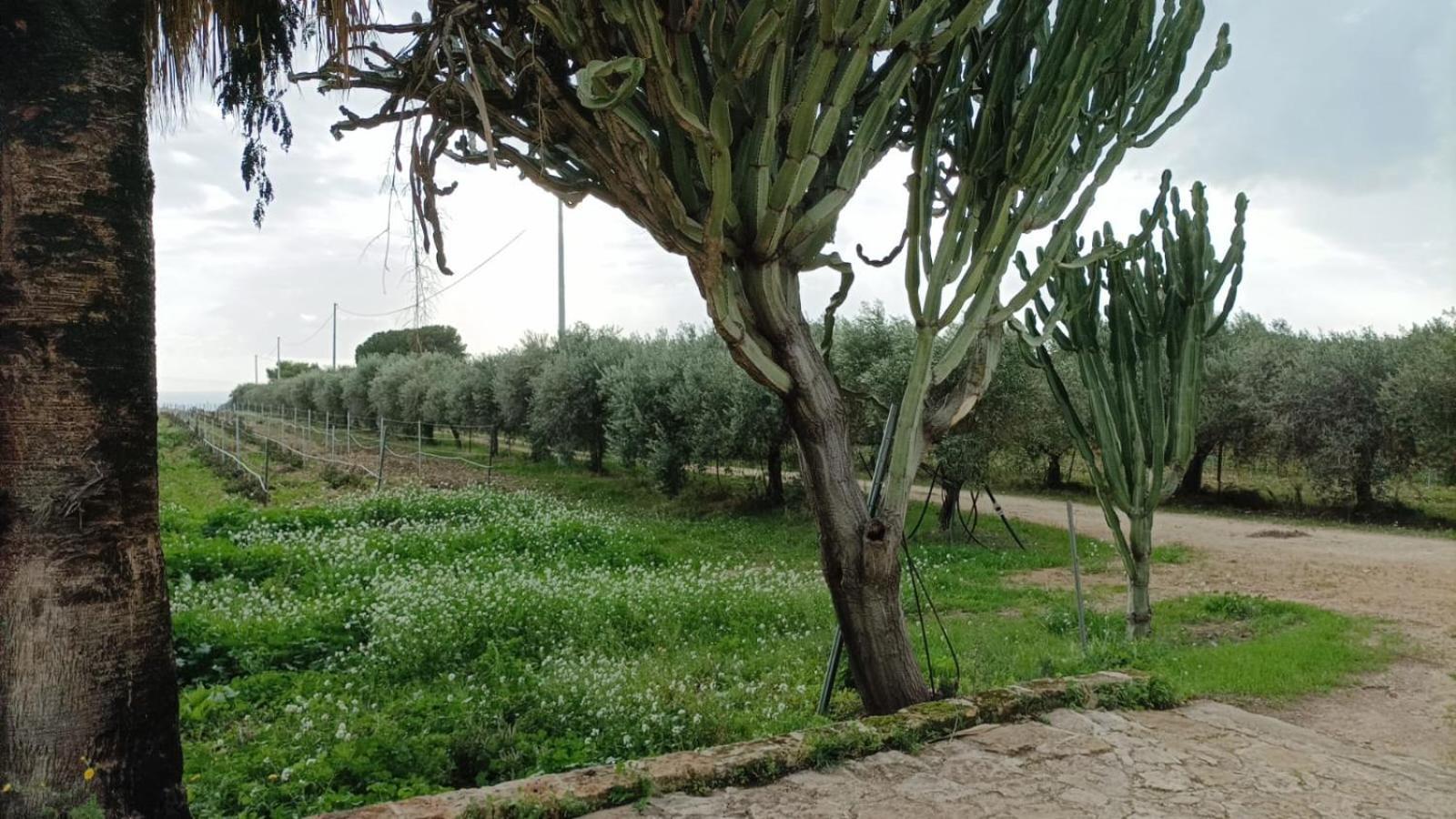 Casa Bouganville Villetta Tra Le Vigne E Il Mare Menfi Luaran gambar