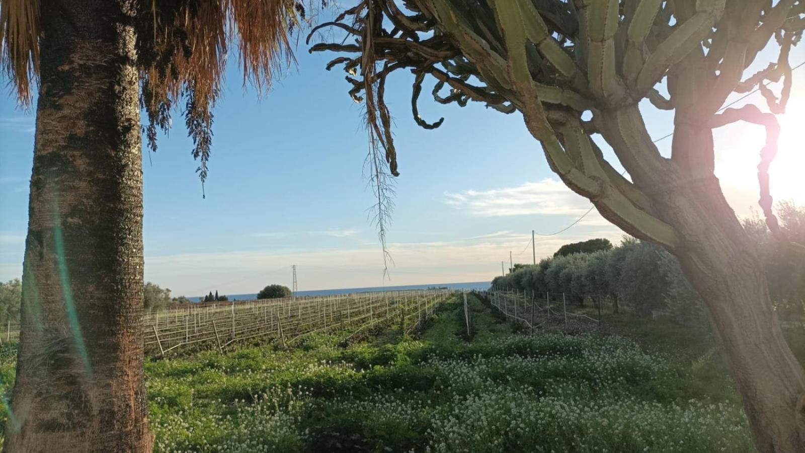 Casa Bouganville Villetta Tra Le Vigne E Il Mare Menfi Luaran gambar